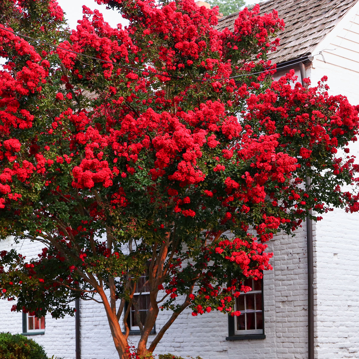 Lilas des Indes Red Rocket - Lagerstroemia indica Red Rocket - Willemse