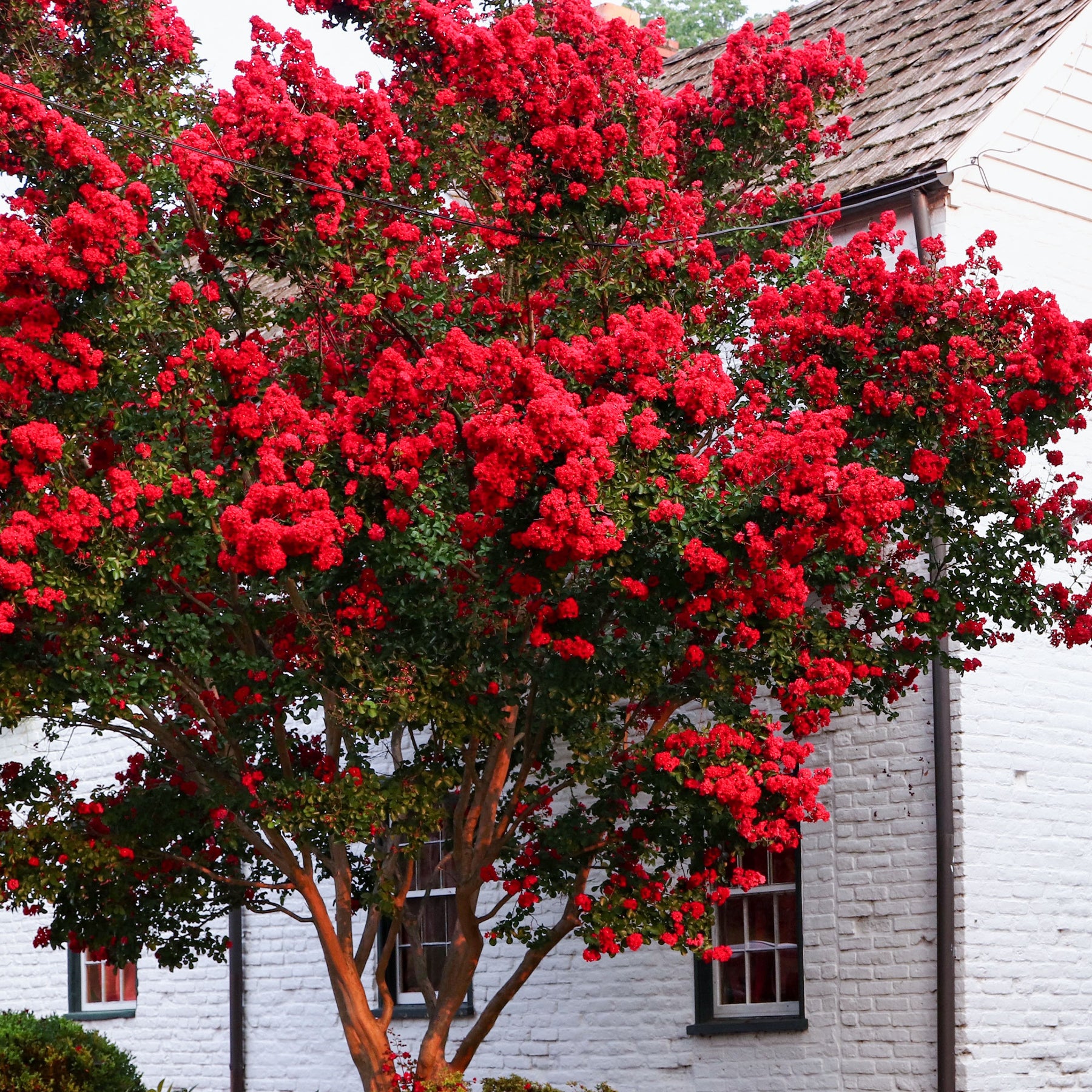 Lilas des Indes Red Rocket - Lagerstroemia indica Red Rocket - Willemse