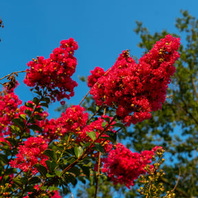 Vente Lilas des Indes Red Rocket - Lagerstroemia indica Red Rocket