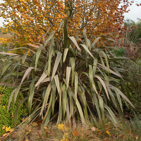 Phormium Sundowner - Phormium Sundowner - Lin de Nouvelle-Zélande - Lin de nouvelle Zélande