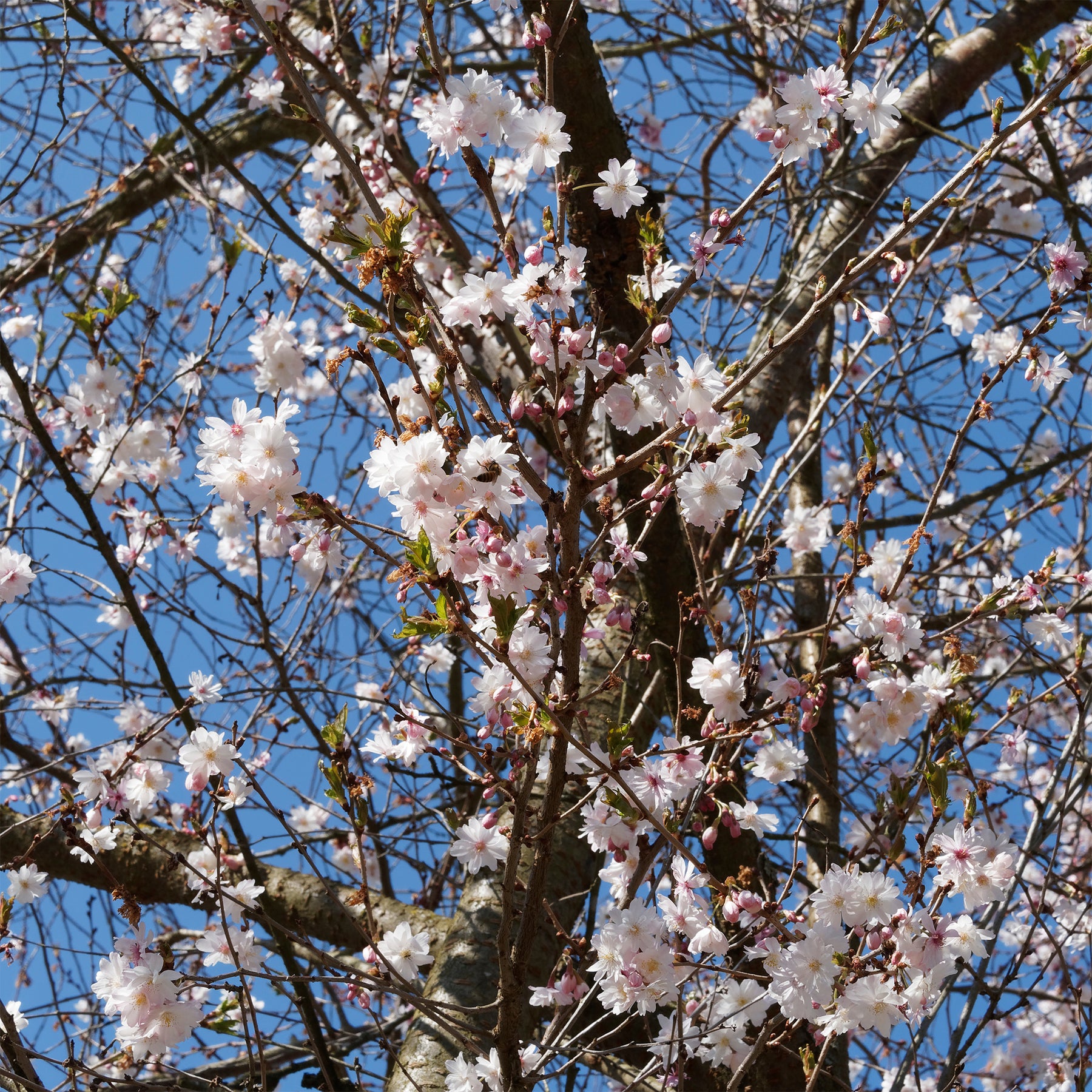Prunus subhirtella Autumnalis Rosea - Cerisier à fleurs du Japon Autumnalis Rosea - Cerisier du Japon