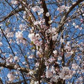 Prunus subhirtella Autumnalis Rosea - Cerisier à fleurs du Japon Autumnalis Rosea - Cerisier du Japon