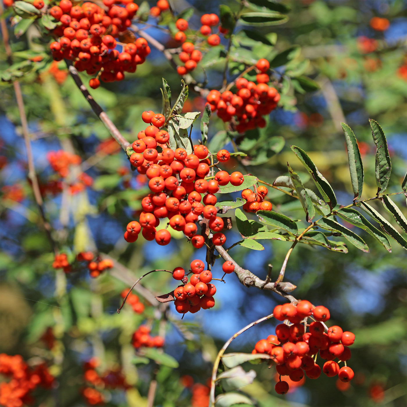 Des Baies Rouges De Sorbier Sorbier des oiseleurs, fruits rouges faciles | Willemse