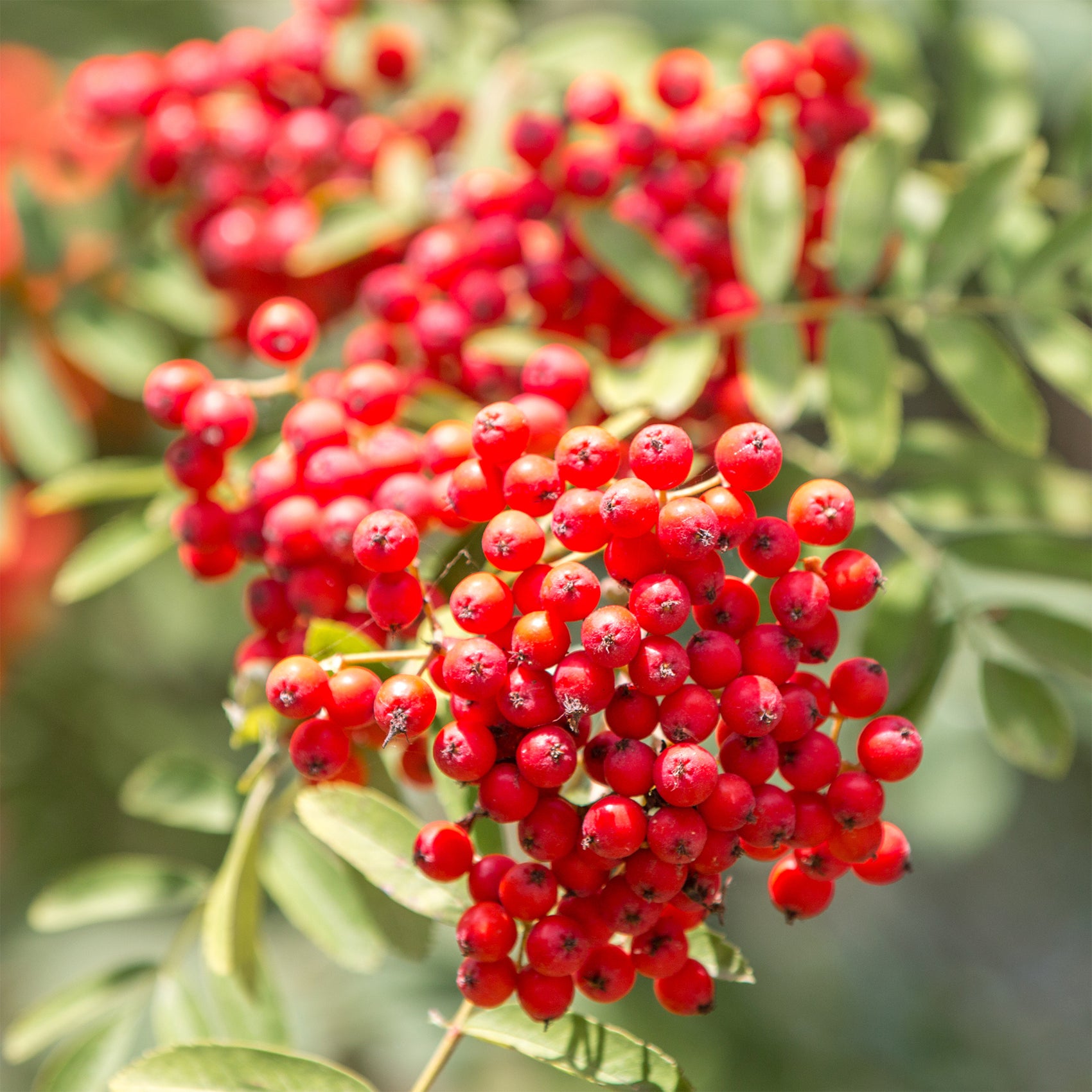 Sorbier des oiseleurs, fruits rouges faciles | Willemse