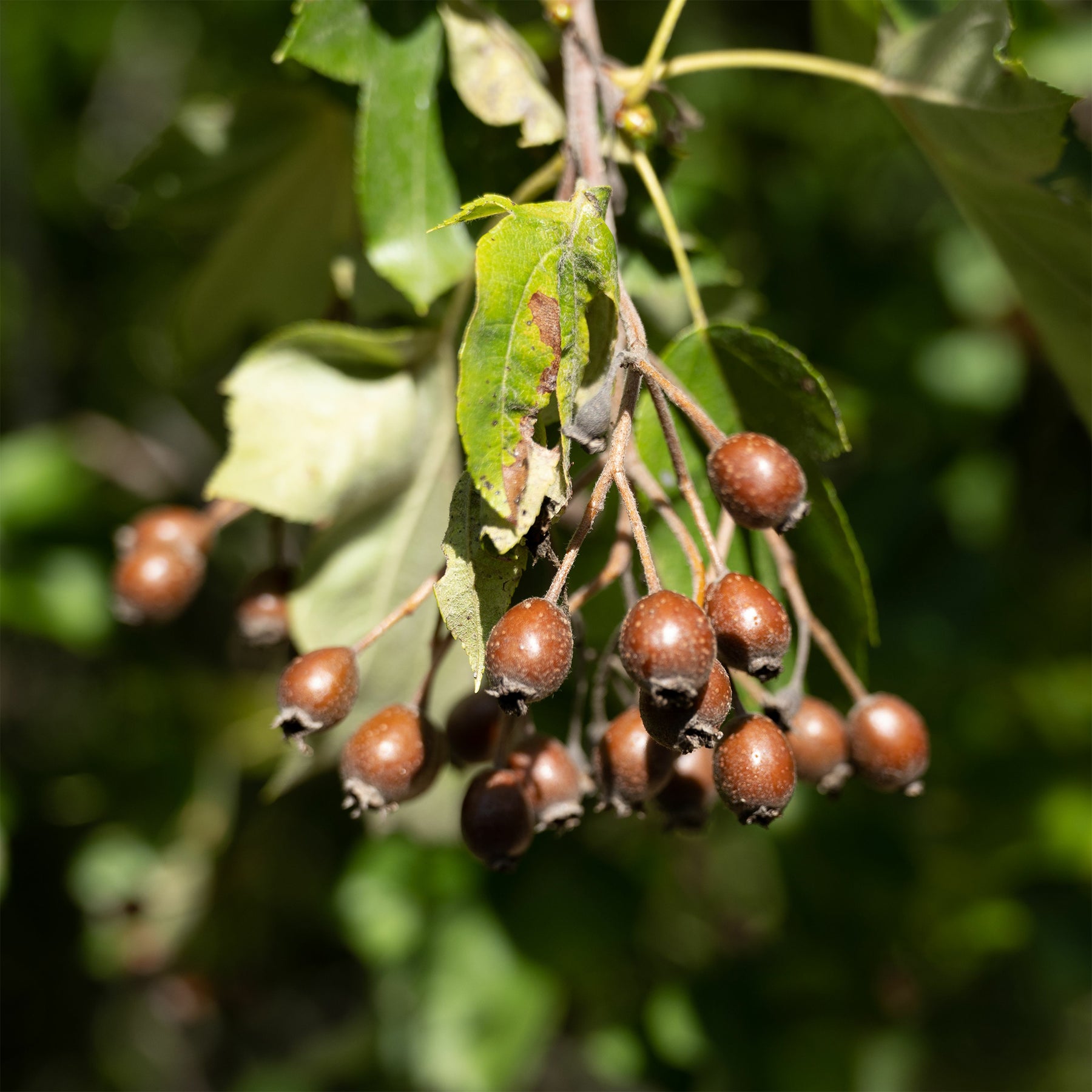 Sorbier torminal - Alisier torminal - Sorbus torminalis - Willemse