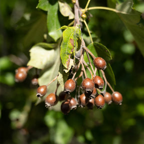 Sorbier torminal - Alisier torminal - Sorbus torminalis - Willemse