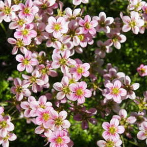 Saxifrage mousse Touran Neon Rose - Willemse
