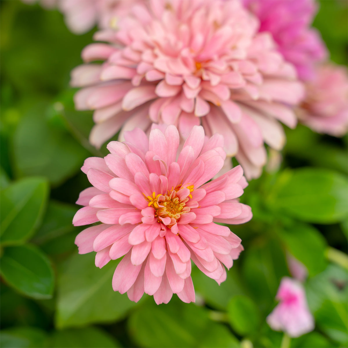 Zinnia  rose - Willemse