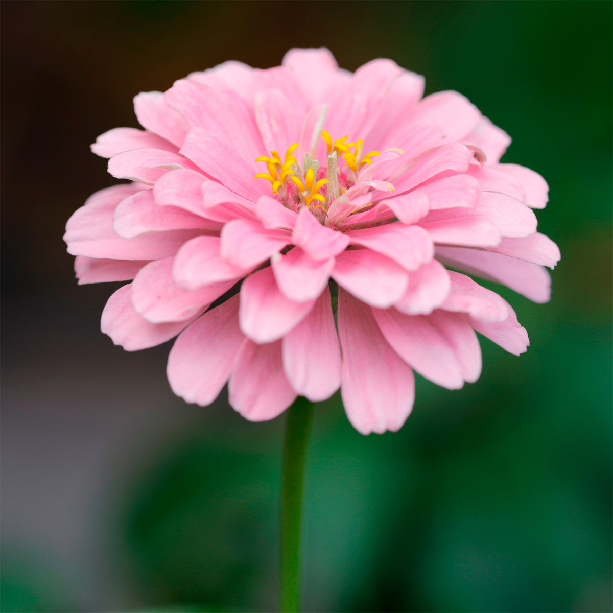Zinnia  rose - Zinnia pink - Willemse