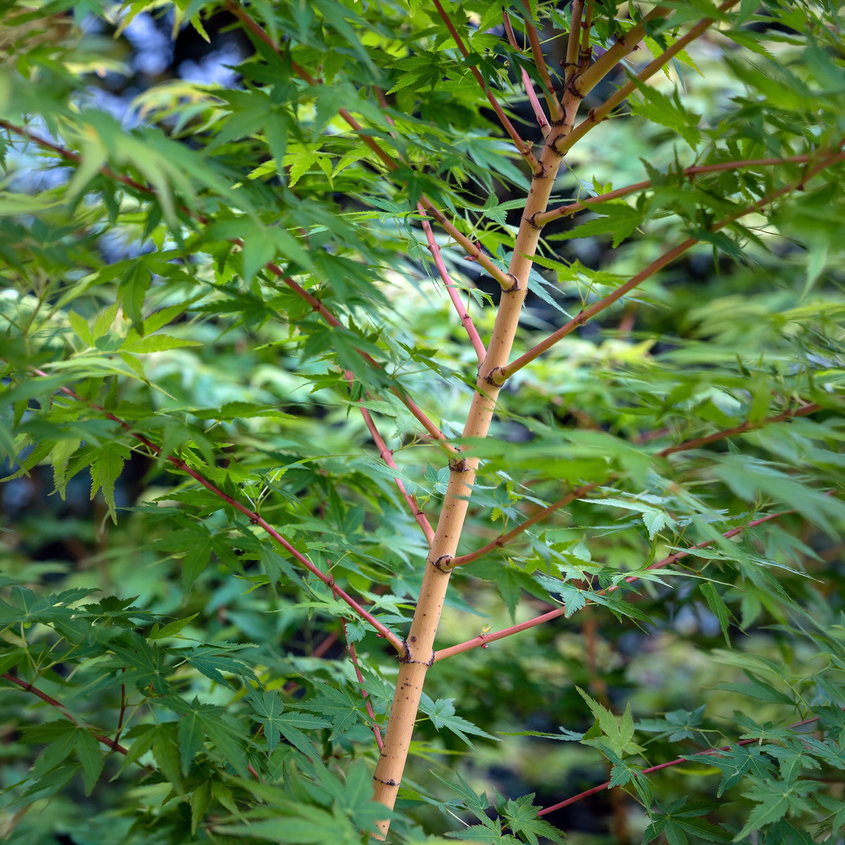 Erable du japon Bi hoo - Willemse