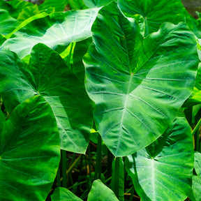 Colocasia esculenta - Willemse