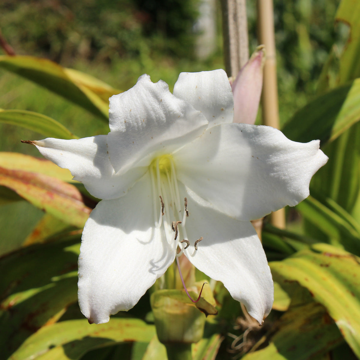 Crinole blanc - Crinum powellii Album - Willemse
