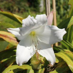 Crinole blanc - Crinum powellii Album - Willemse