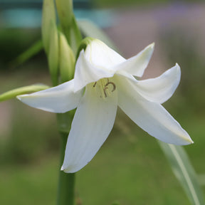 Bulbes à floraison estivale - Crinole blanc - Crinum powellii Album
