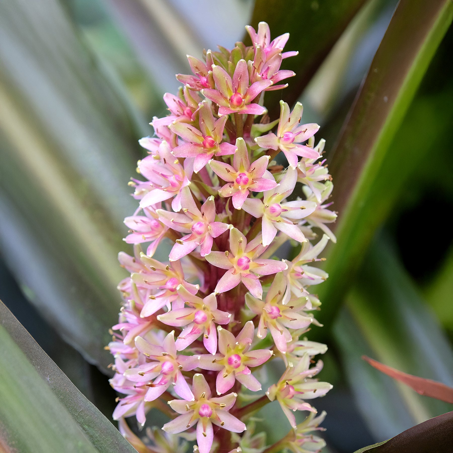 Eucomis Sparkling Burgundy® - Eucomis comosa Sparkling Burgundy® - Willemse