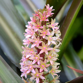 Eucomis Sparkling Burgundy® - Eucomis comosa Sparkling Burgundy® - Willemse