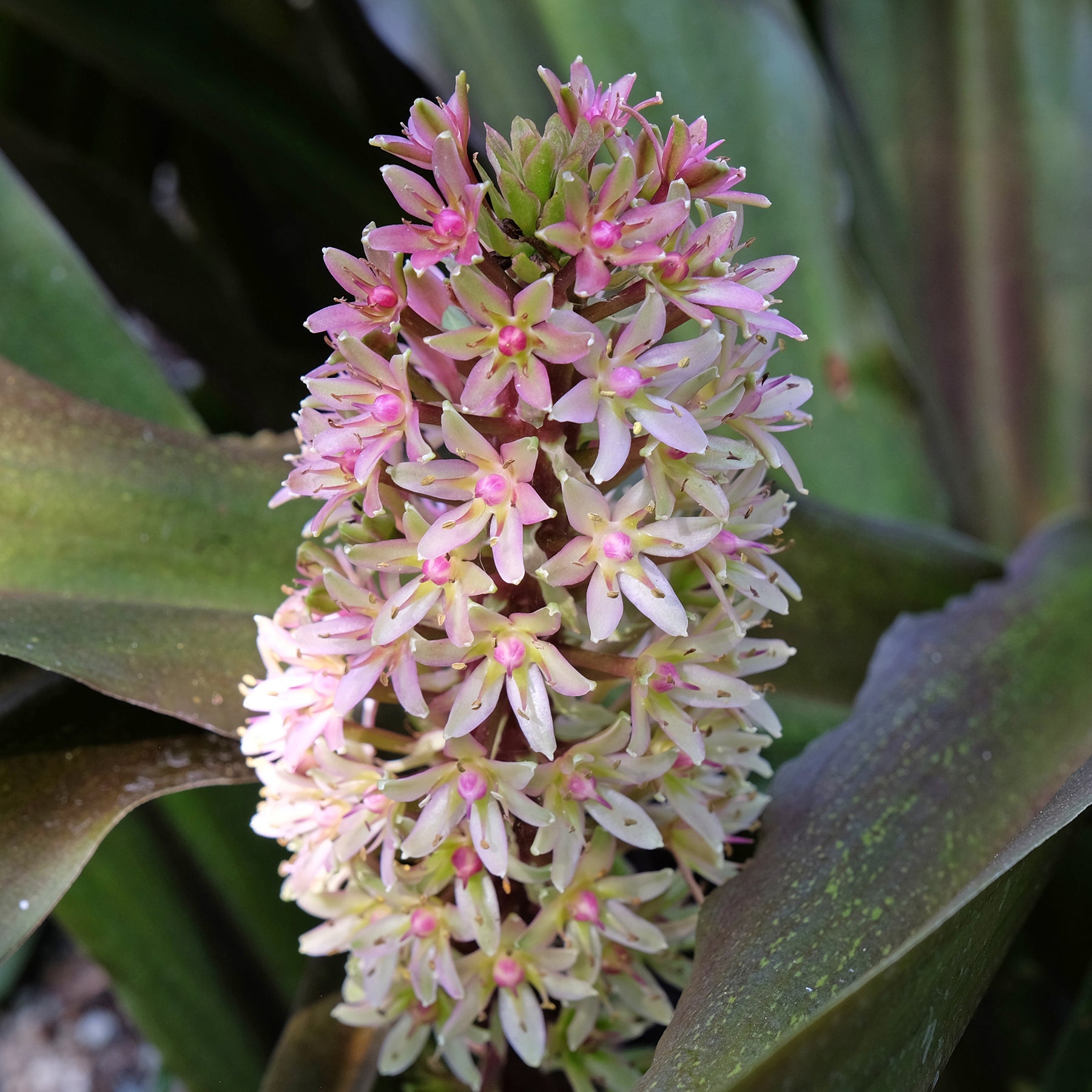 Eucomis - Eucomis Sparkling Burgundy® - Eucomis comosa Sparkling Burgundy®