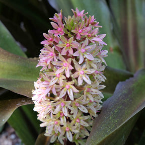Eucomis - Eucomis Sparkling Burgundy® - Eucomis comosa Sparkling Burgundy®