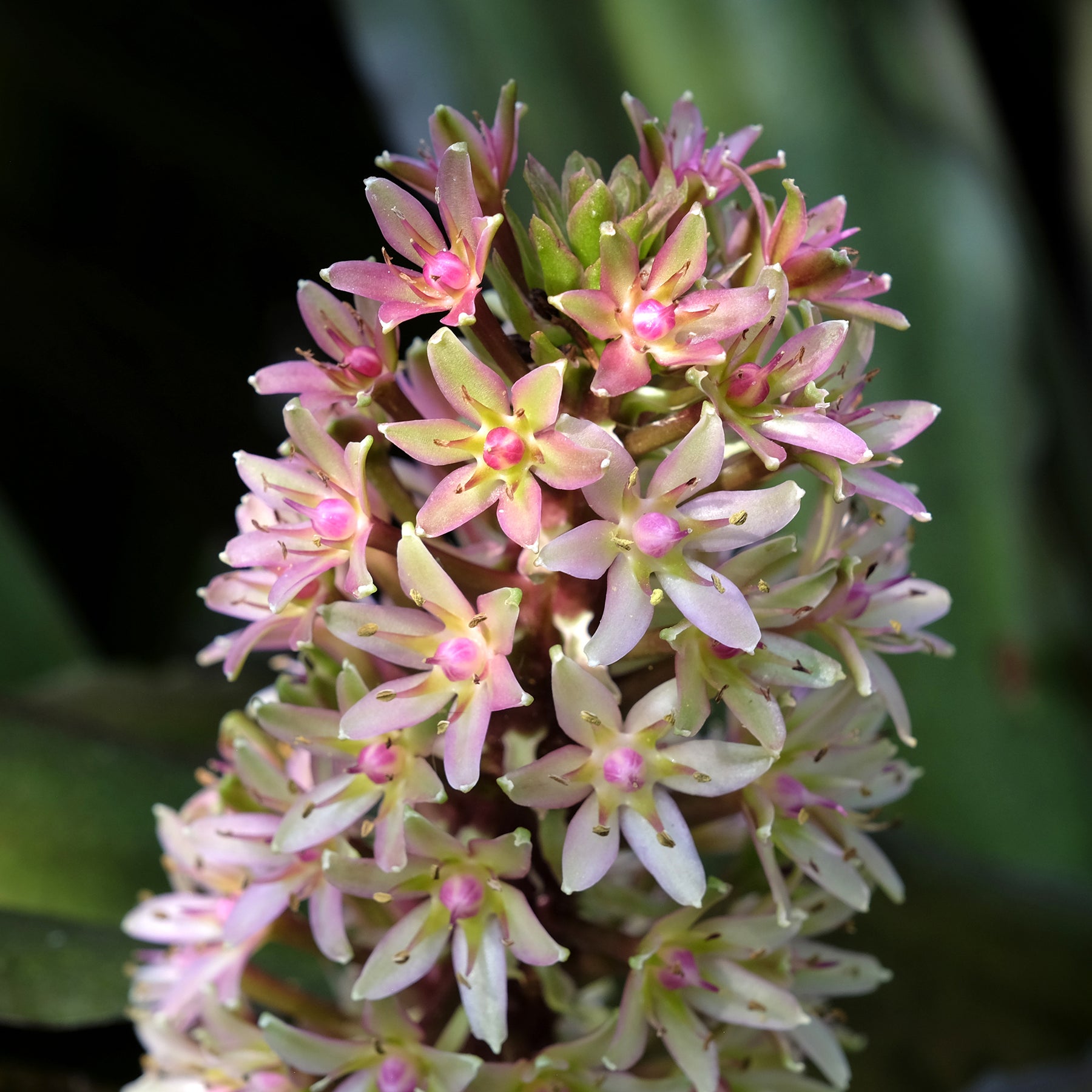 Eucomis comosa Sparkling Burgundy® - Eucomis Sparkling Burgundy® - Eucomis