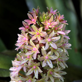 Eucomis comosa Sparkling Burgundy® - Eucomis Sparkling Burgundy® - Eucomis