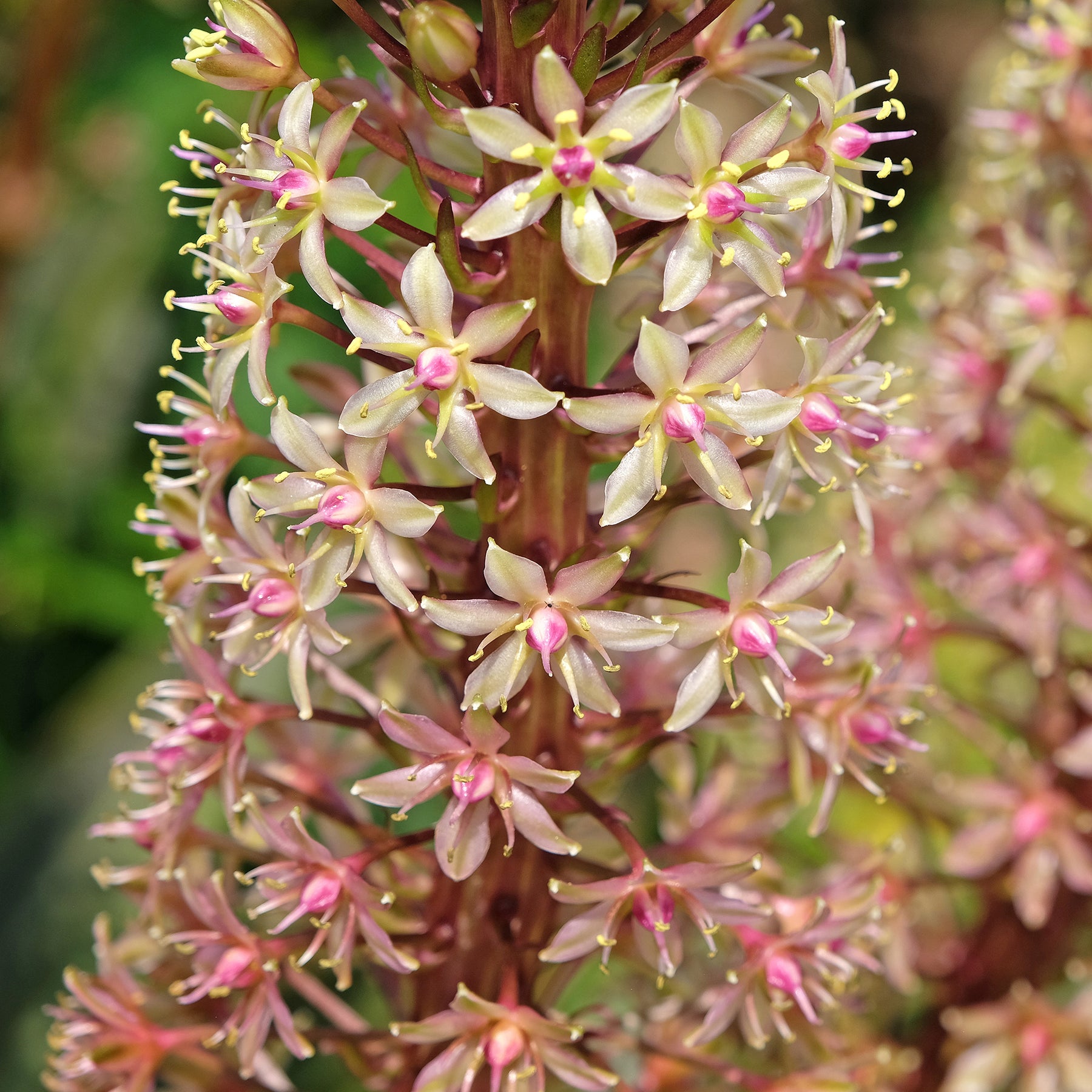 Vente Eucomis Sparkling Burgundy® - Eucomis comosa Sparkling Burgundy®