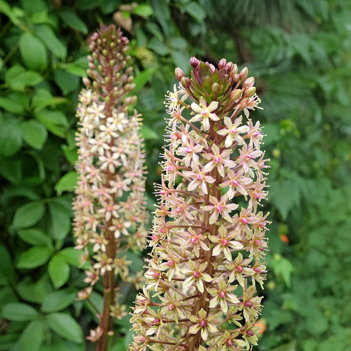 Eucomis Sparkling Burgundy® - Willemse