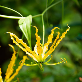 Gloriosa jaune - Lis de Malabar