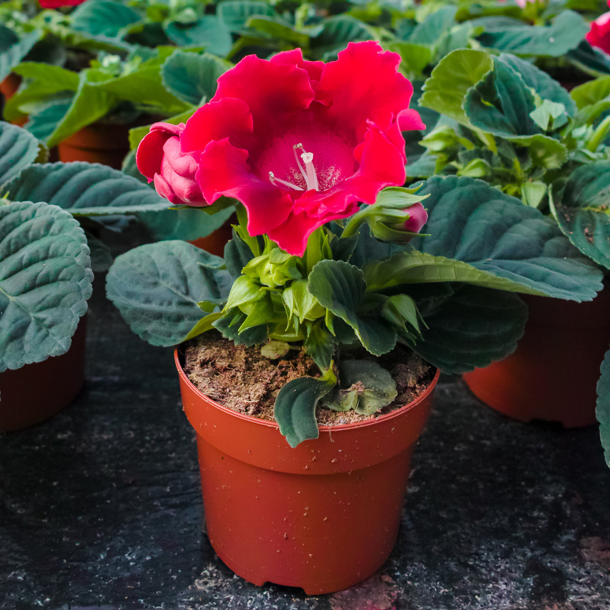 Gloxinia Etoile de feu - Willemse