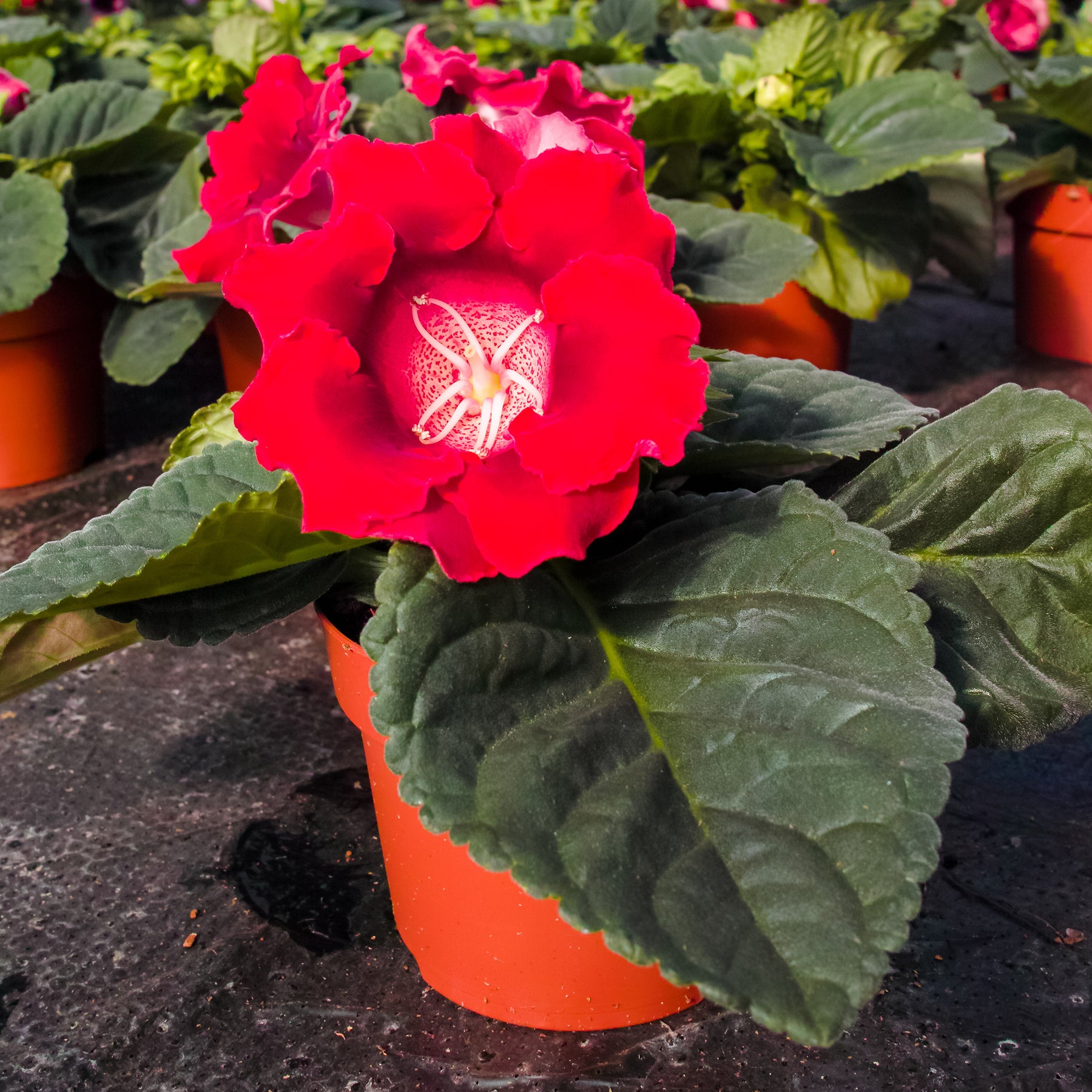 Gloxinia Etoile de feu - Gloxinia speciosa Etoile de feu - Willemse