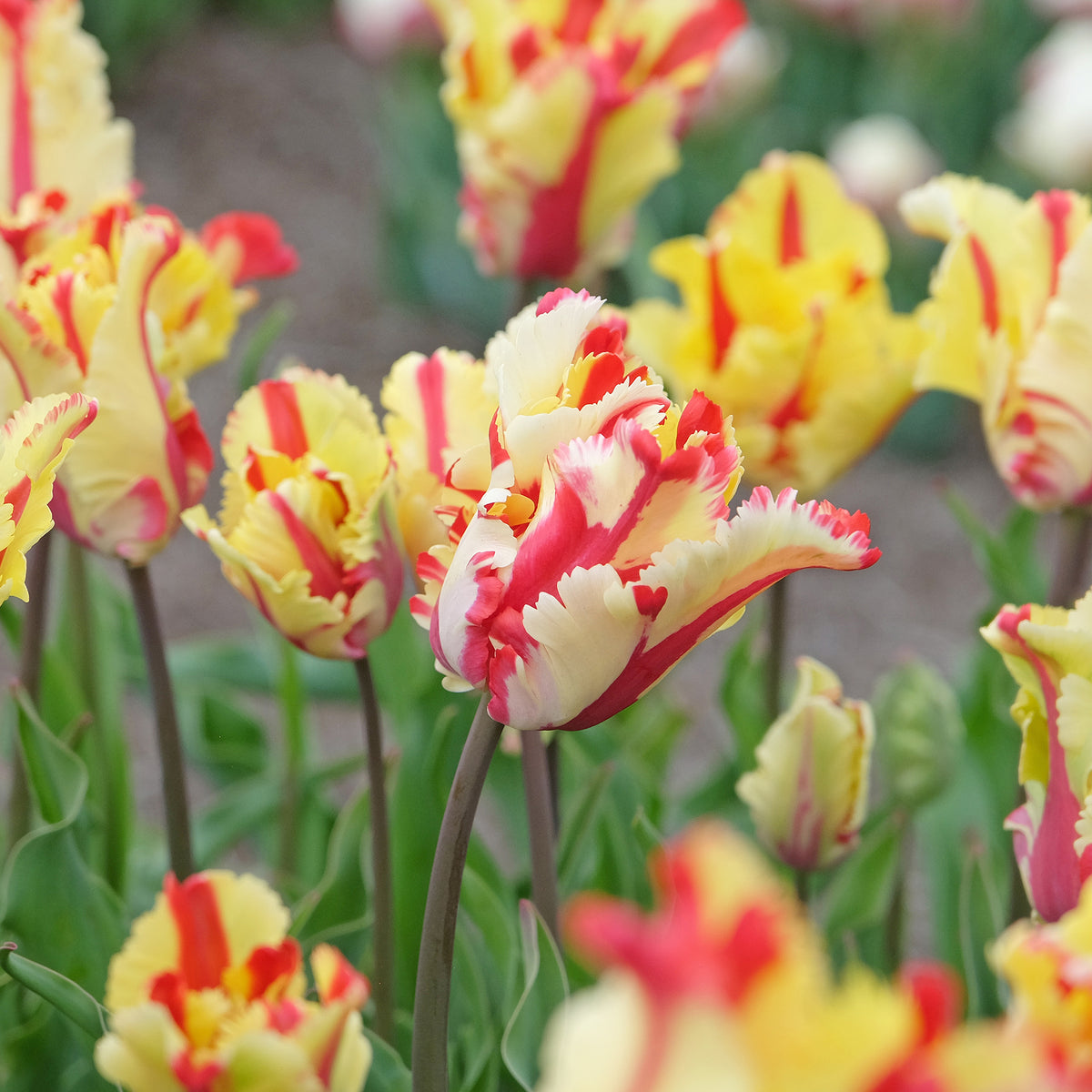 Tulipe perroquet Flaming Parrot - Willemse
