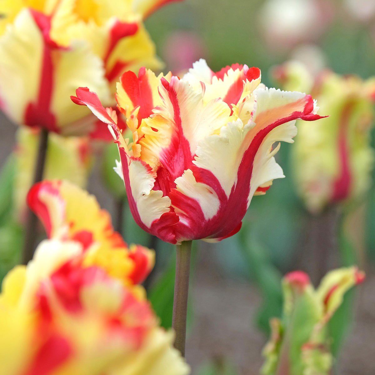 Tulipe perroquet Flaming Parrot - Tulipa Flaming Parrot - Willemse