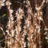 Andropogon - Barbon fendu - Willemse