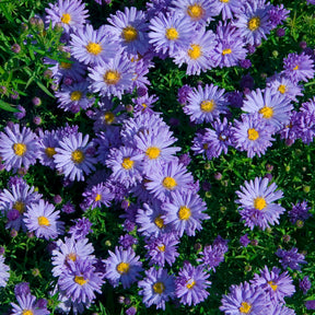 Aster de Nouvelle-Belgique Audrey - Willemse