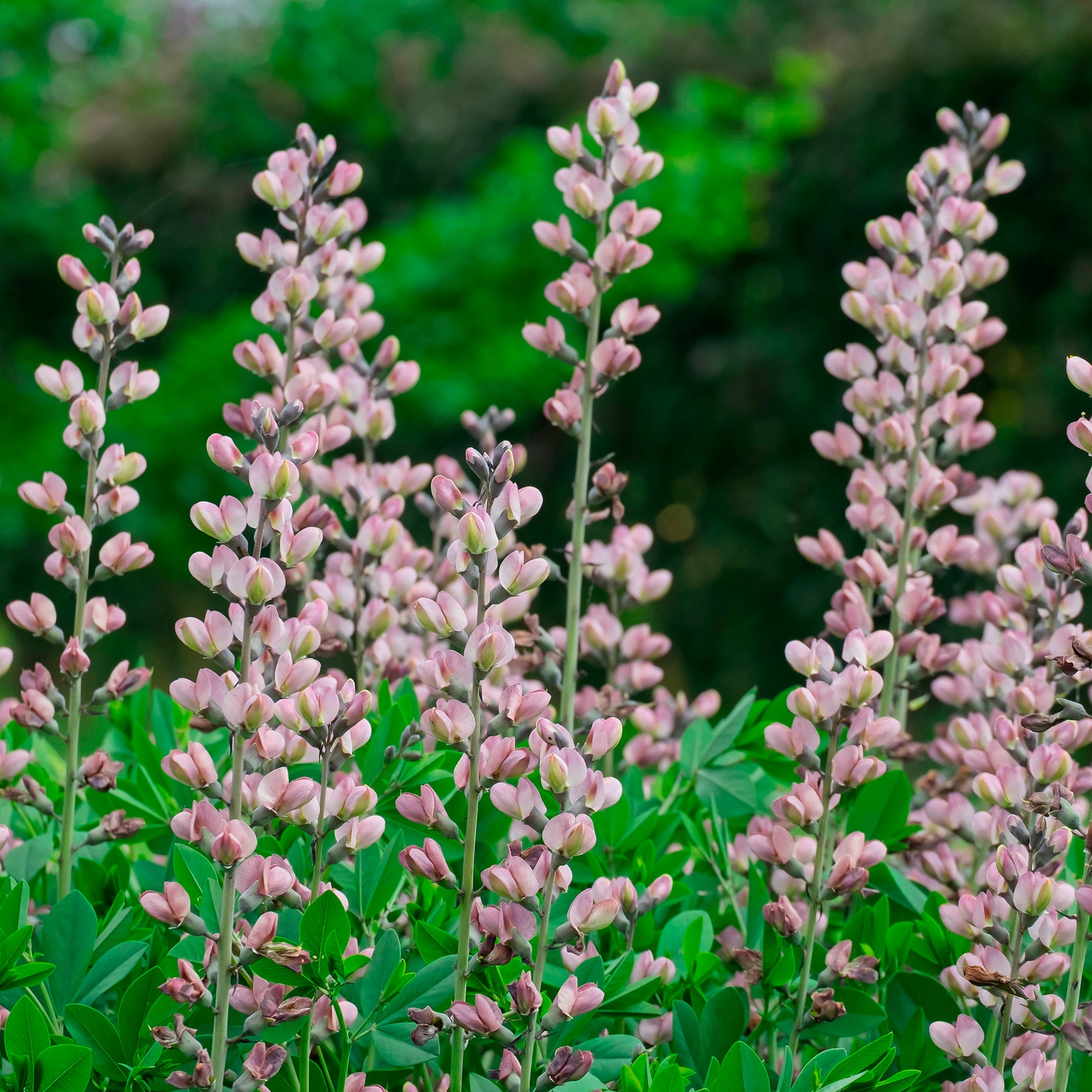 Lupin indigo Pink Truffles - Willemse