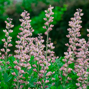 Lupin indigo Pink Truffles - Willemse