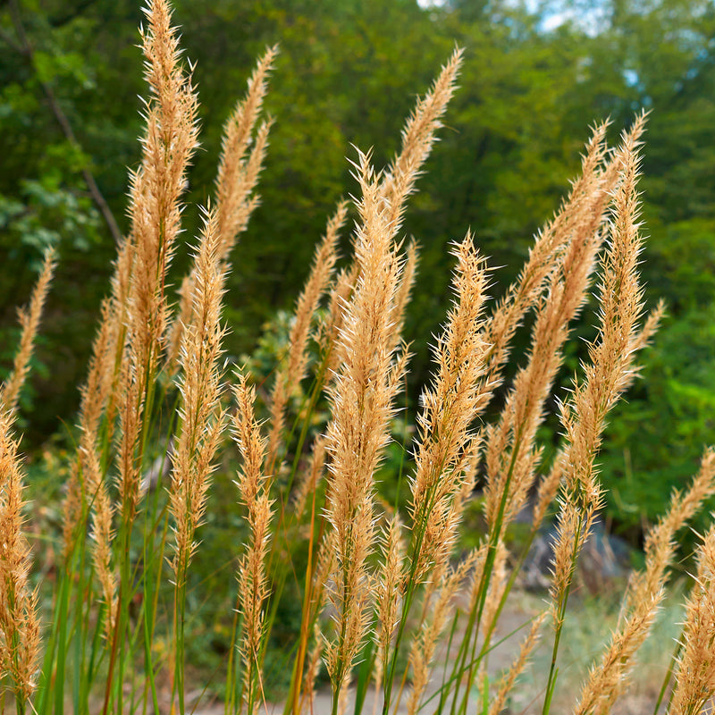 Stipe - stipa pour jardin sec et plein soleil | Willemse