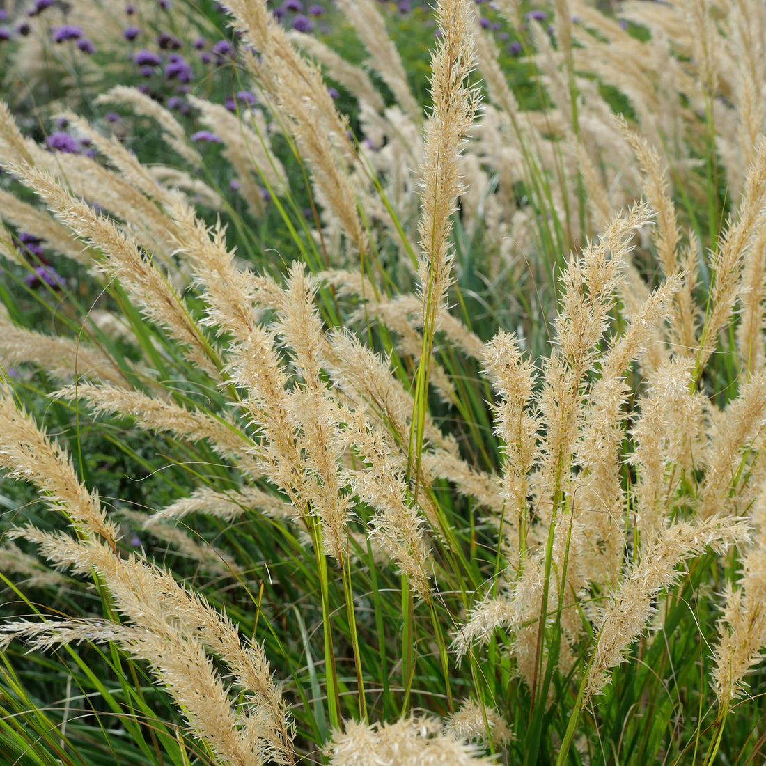 Stipe - stipa pour jardin sec et plein soleil | Willemse