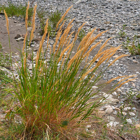 Stipa calamagrostis - Stipe argentée - Stipe - Stipa
