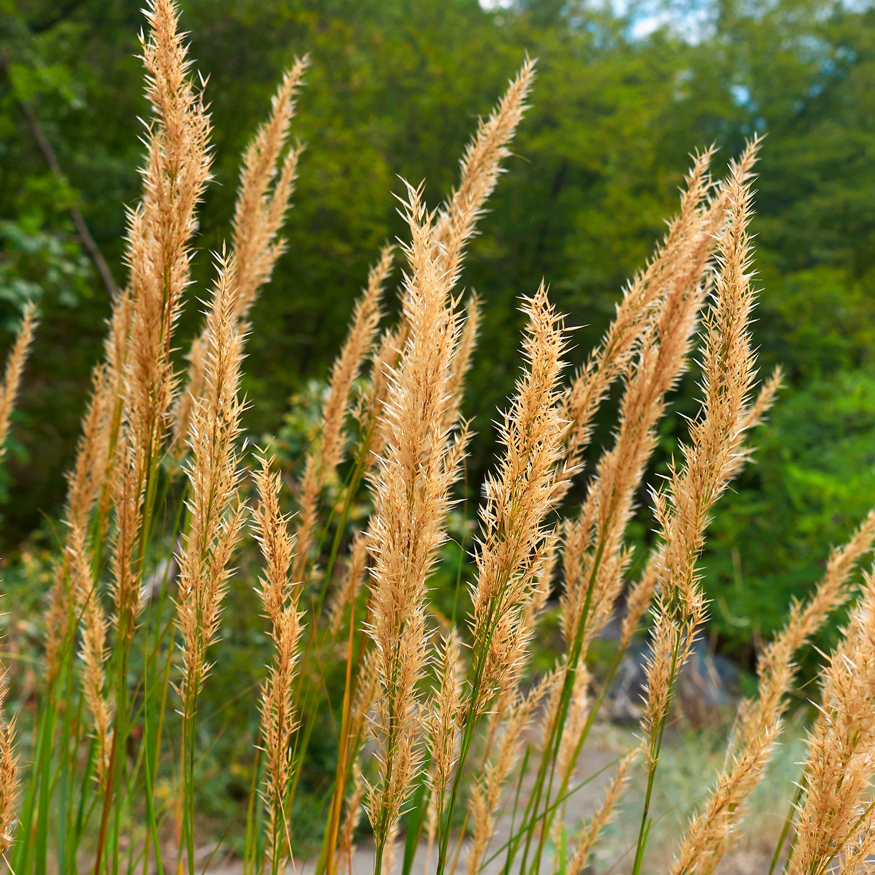 Stipe argentée - Stipa calamagrostis - Willemse
