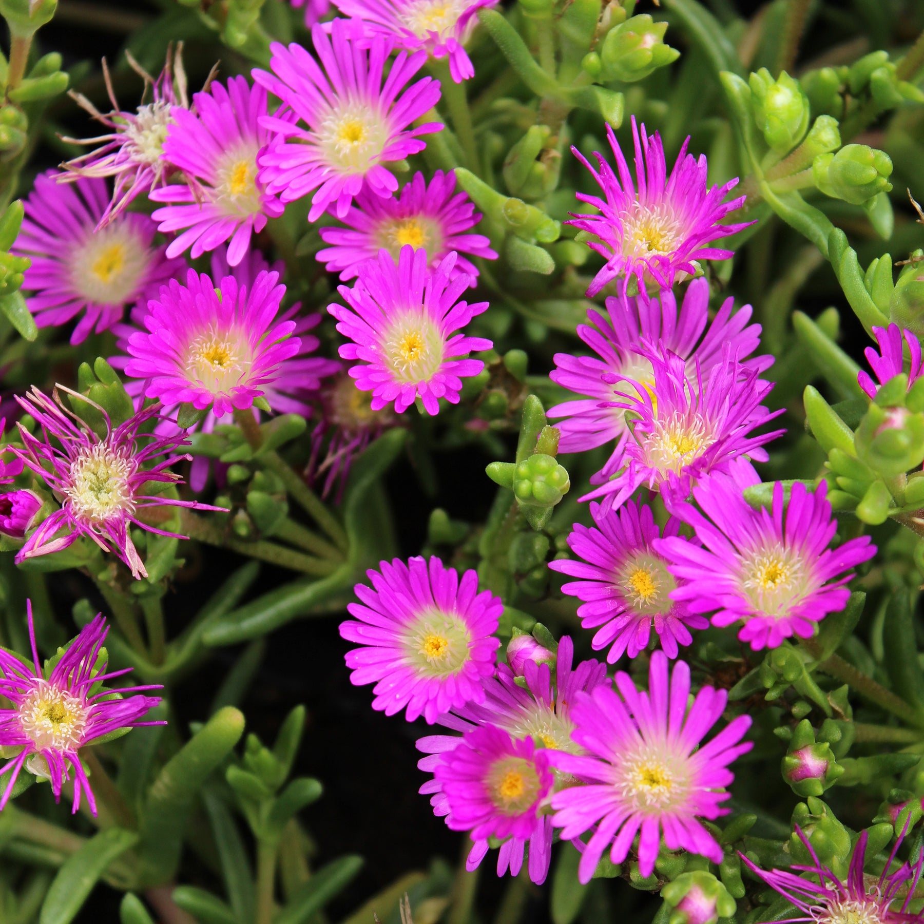 Delosperma Wheels of Wonder® Violet - Delosperma Wheels of Wonder® Violet - Delosperma