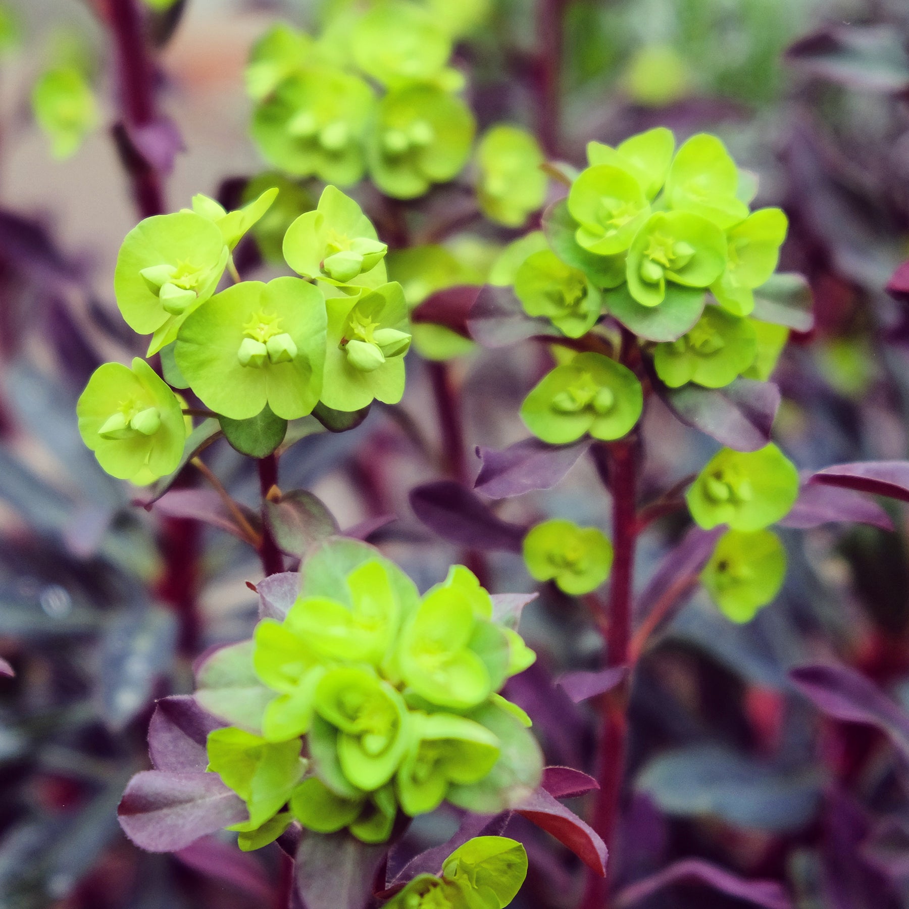 Euphorbe characias Miners Merlot - Willemse