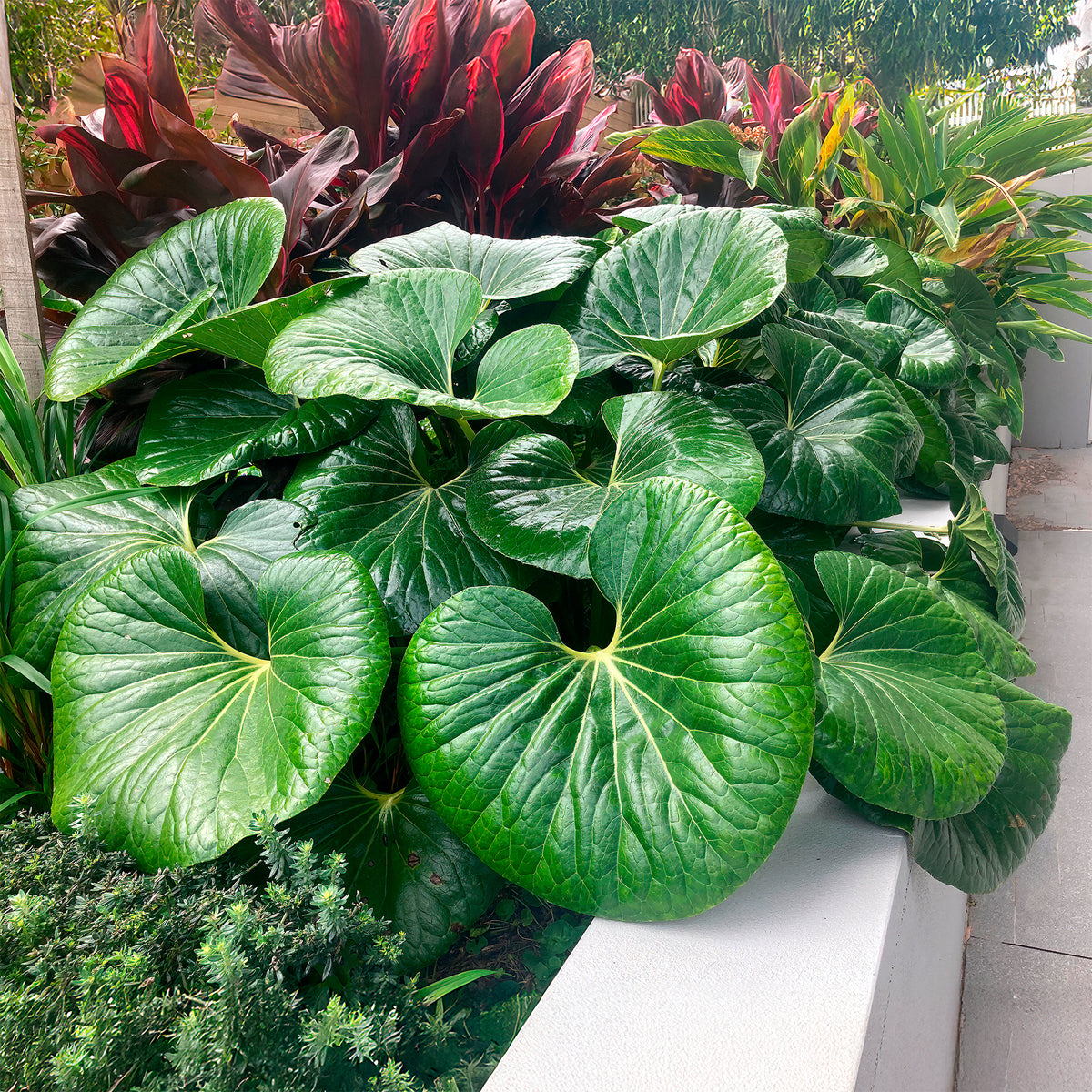 Farfugium Gigantea Articjungle® - Willemse