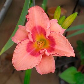 Hémérocalle Strawberry Fields Forever - Willemse