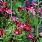 Saxifrage mousse Purpurteppich - Willemse