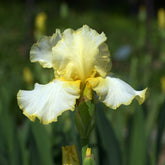Iris de jardin Brides Halo - Willemse