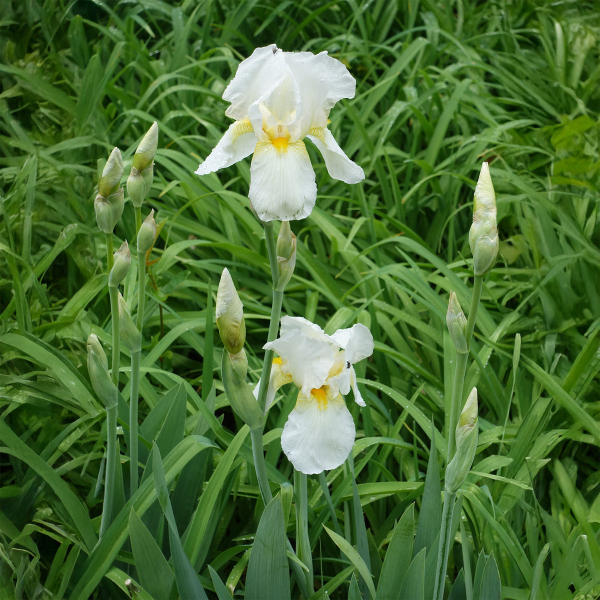 Iris de jardin Wedding Bouquet - Iris germanica Wedding Bouquet - Willemse
