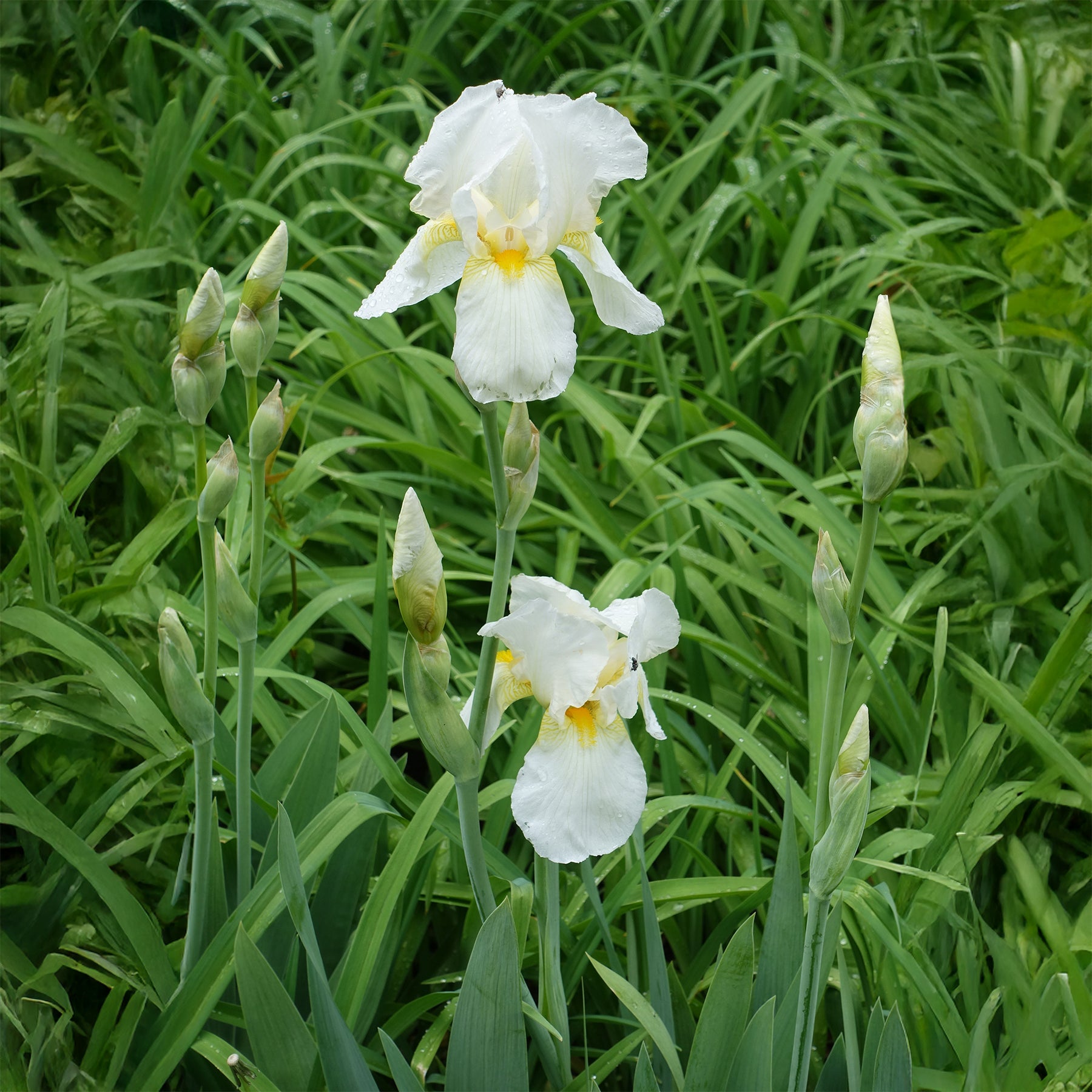 Iris de jardin Wedding Bouquet - Iris germanica Wedding Bouquet - Willemse