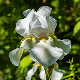 Iris de jardin Wedding Bouquet - Willemse