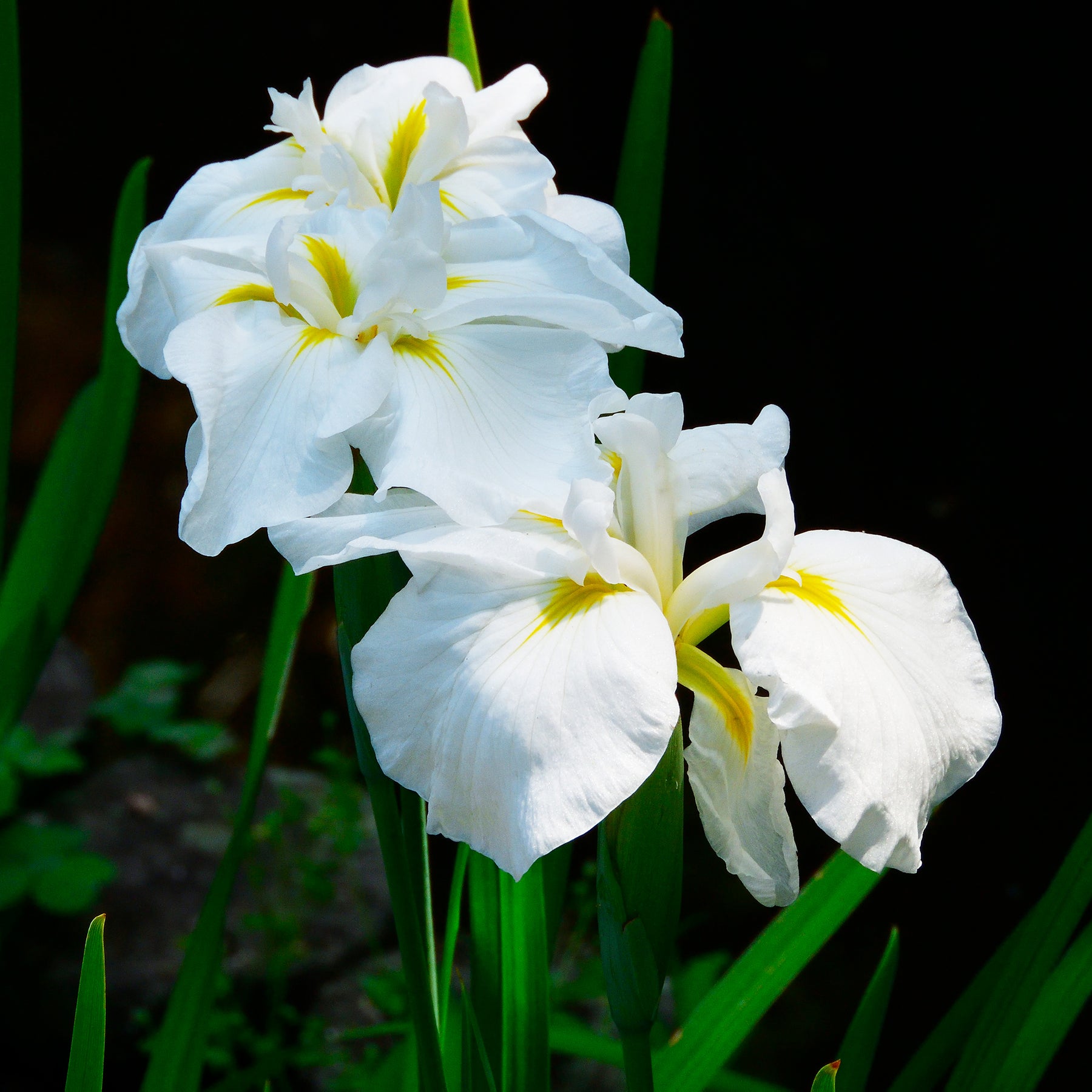 Iris du Japon White Ladies - Iris ensata White Ladies - Willemse