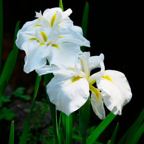 Iris du Japon White Ladies - Iris ensata White Ladies - Willemse